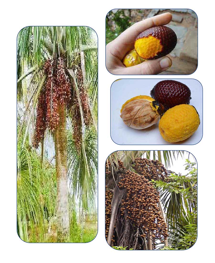 Empress’s power soft capsule